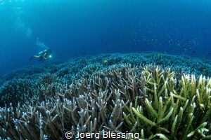 Diver over a beautiful field of staghorn coral by Joerg Blessing 